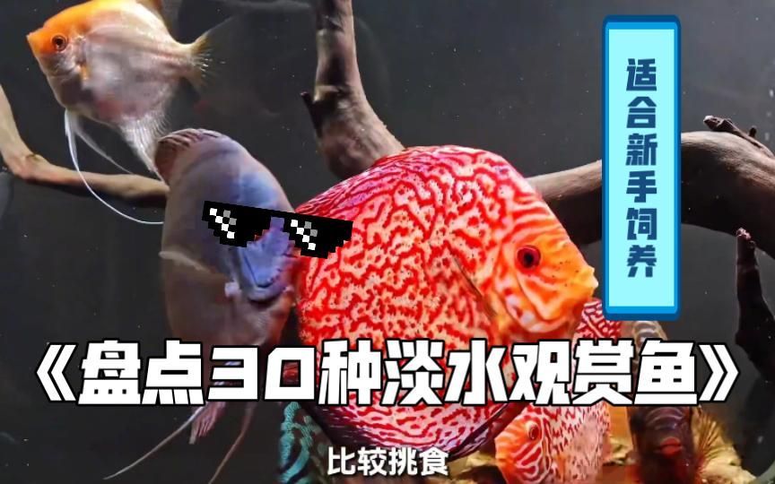 哪些觀賞魚適合新手飼養，5種超好養的觀賞魚推薦 哪些觀賞魚適合新手飼養，5種超好養的觀賞魚推薦 龍魚百科 第3張