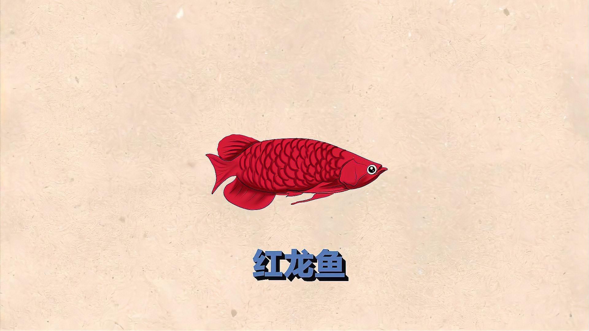 紅龍魚喂什么食物最好，紅龍魚喂什么食物最好紅龍魚發色需要多長時間