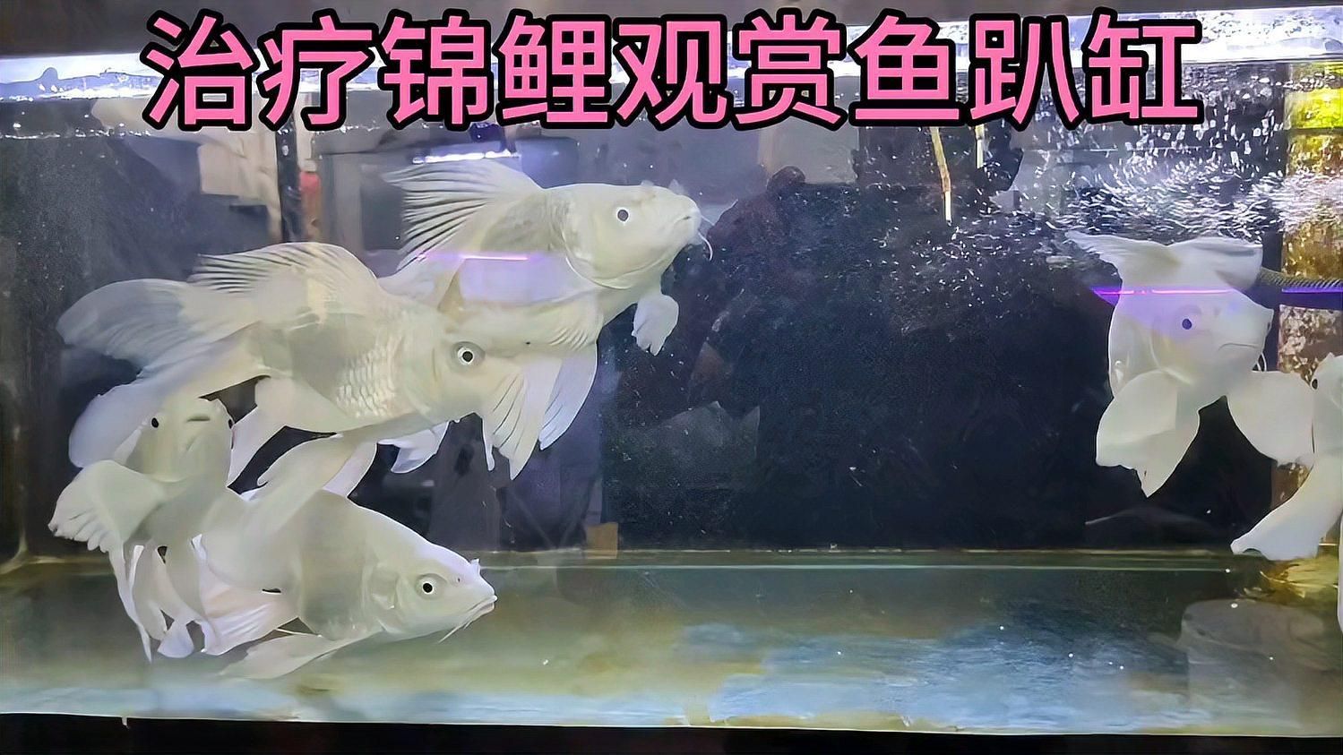 魚兒趴缸需要多久恢復，新魚趴缸需要多久恢復 魚兒趴缸需要多久恢復，新魚趴缸需要多久恢復 龍魚百科 第2張