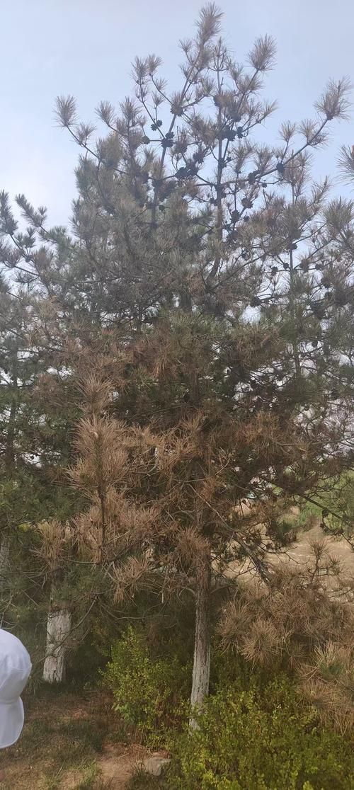 如何預防黑身松鱗病的發生，arxiv論文助手詳解如何預防黑身松鱗病的發生 如何預防黑身松鱗病的發生，arxiv論文助手詳解如何預防黑身松鱗病的發生 龍魚百科 第4張
