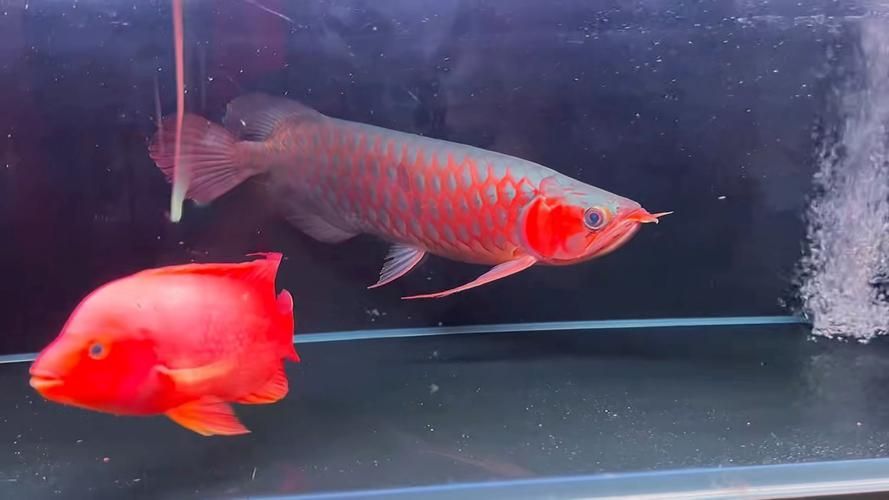 如何區分戰車紅龍魚和其他紅龍魚？