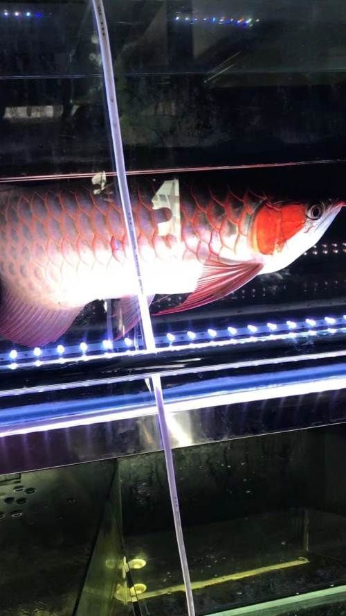 如何區分戰車紅龍魚和其他紅龍魚？