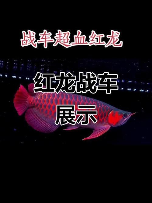 如何區分戰車紅龍魚和其他紅龍魚？