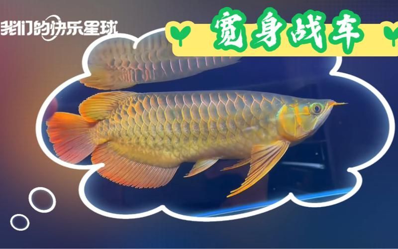 如何區分戰車紅龍魚和其他紅龍魚？