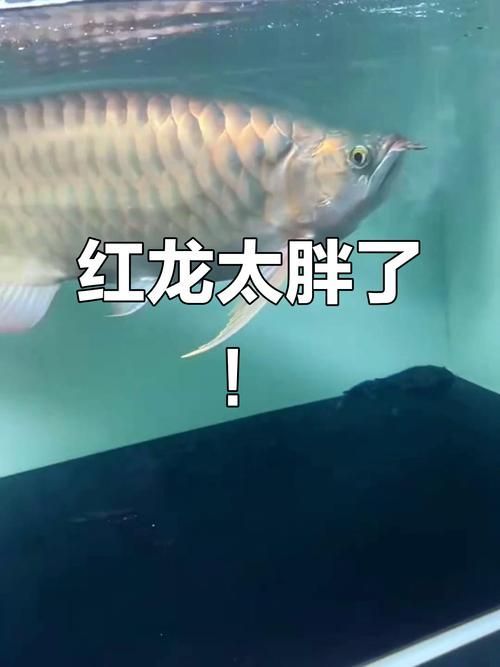 如何區分戰車紅龍魚和其他紅龍魚？