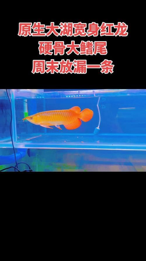 如何區分戰車紅龍魚和其他紅龍魚？