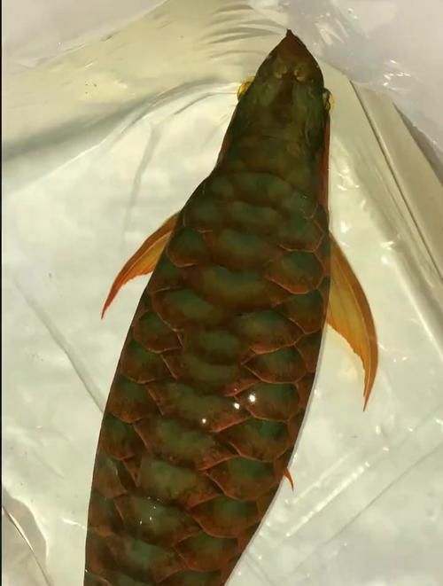 如何區分戰車紅龍魚和其他紅龍魚？