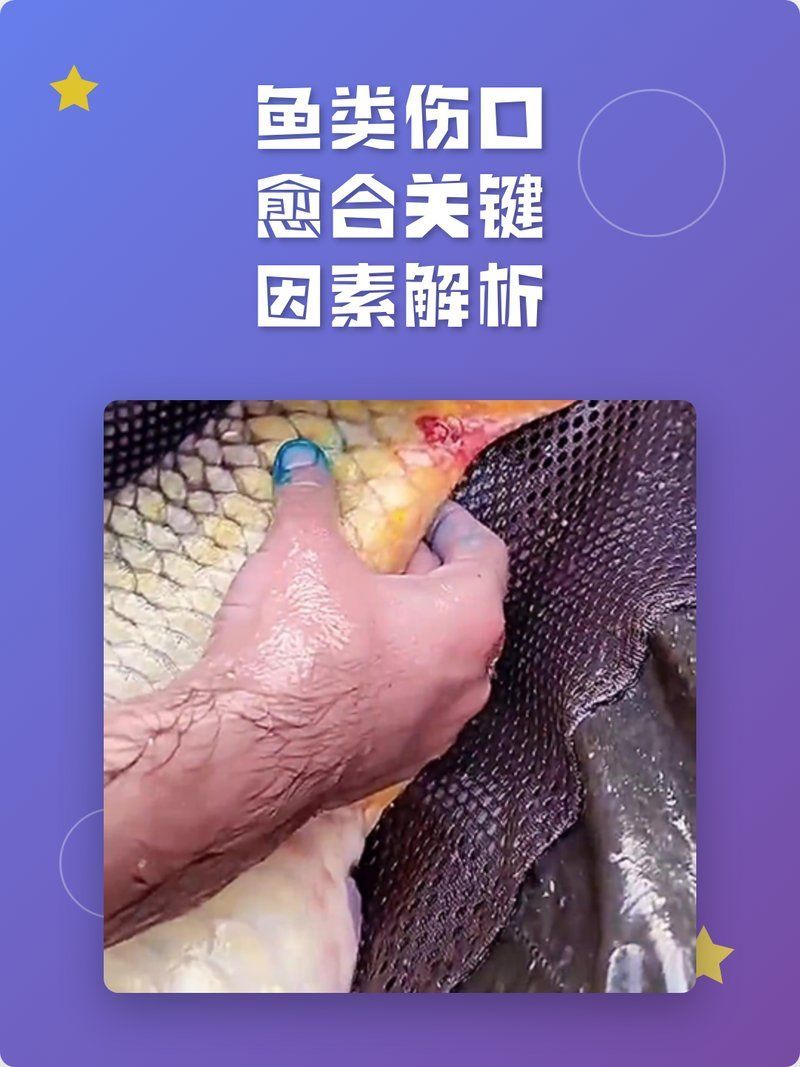 魚受傷了多久能自愈，魚受傷了多久能自愈，魚類受傷后的自愈能力