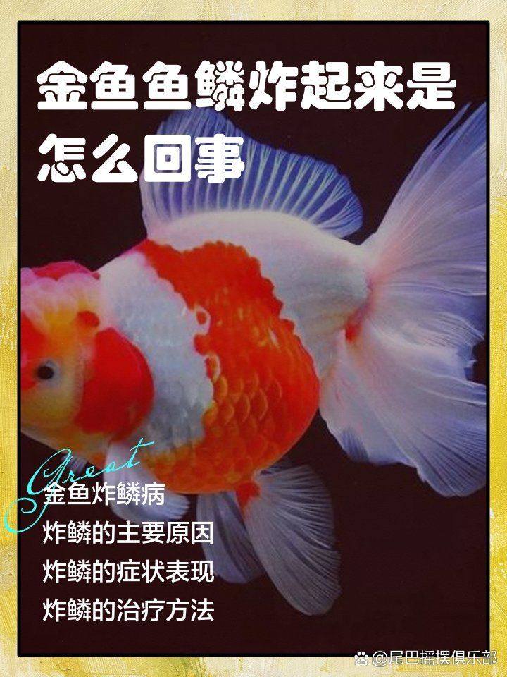 金魚立鱗病能活多久，金魚立鱗病能活多久金魚立鱗病能活多久立鱗病能自愈嗎 金魚立鱗病能活多久，金魚立鱗病能活多久金魚立鱗病能活多久立鱗病能自愈嗎 龍魚百科 第1張