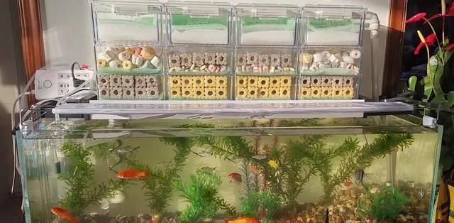 如何選擇適合龍魚的高檔魚缸？，選擇適合龍魚的高檔魚缸時(shí)，需要考慮幾個(gè)關(guān)鍵因素 如何選擇適合龍魚的高檔魚缸？，選擇適合龍魚的高檔魚缸時(shí)，需要考慮幾個(gè)關(guān)鍵因素 龍魚百科 第7張