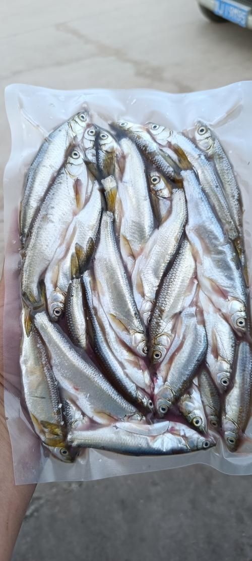 白龍魚的市場價格波動大嗎