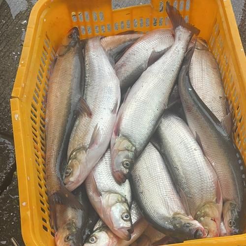 白龍魚的市場價格波動大嗎