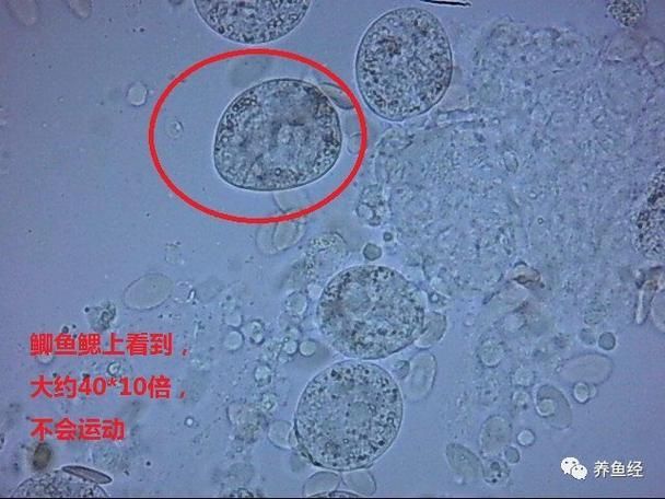如何預防金魚感染寄生蟲，如何預防金魚感染寄生蟲用戶要求詳解如何預防金魚感染寄生蟲