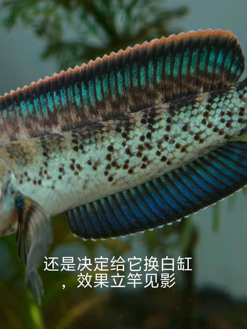 鬼王雷龍魚長大后的樣子，鬼王雷龍從幼魚到成魚的飼養階段對照表 鬼王雷龍魚長大后的樣子，鬼王雷龍從幼魚到成魚的飼養階段對照表 龍魚百科 第15張