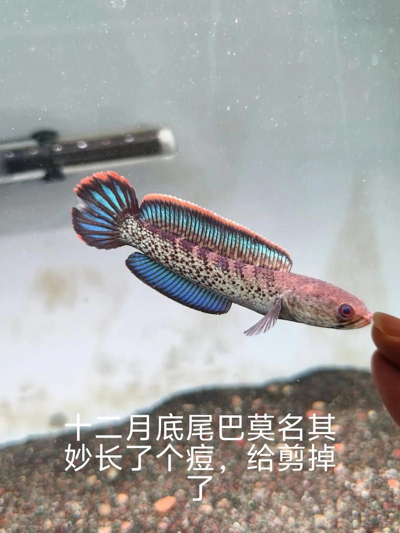 鬼王雷龍魚長大后的樣子，鬼王雷龍從幼魚到成魚的飼養階段對照表 鬼王雷龍魚長大后的樣子，鬼王雷龍從幼魚到成魚的飼養階段對照表 龍魚百科 第10張