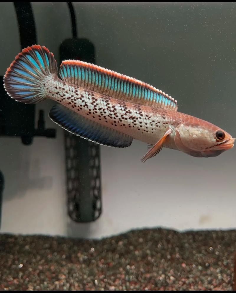 鬼王雷龍魚長大后的樣子，鬼王雷龍從幼魚到成魚的飼養階段對照表 鬼王雷龍魚長大后的樣子，鬼王雷龍從幼魚到成魚的飼養階段對照表 龍魚百科 第14張
