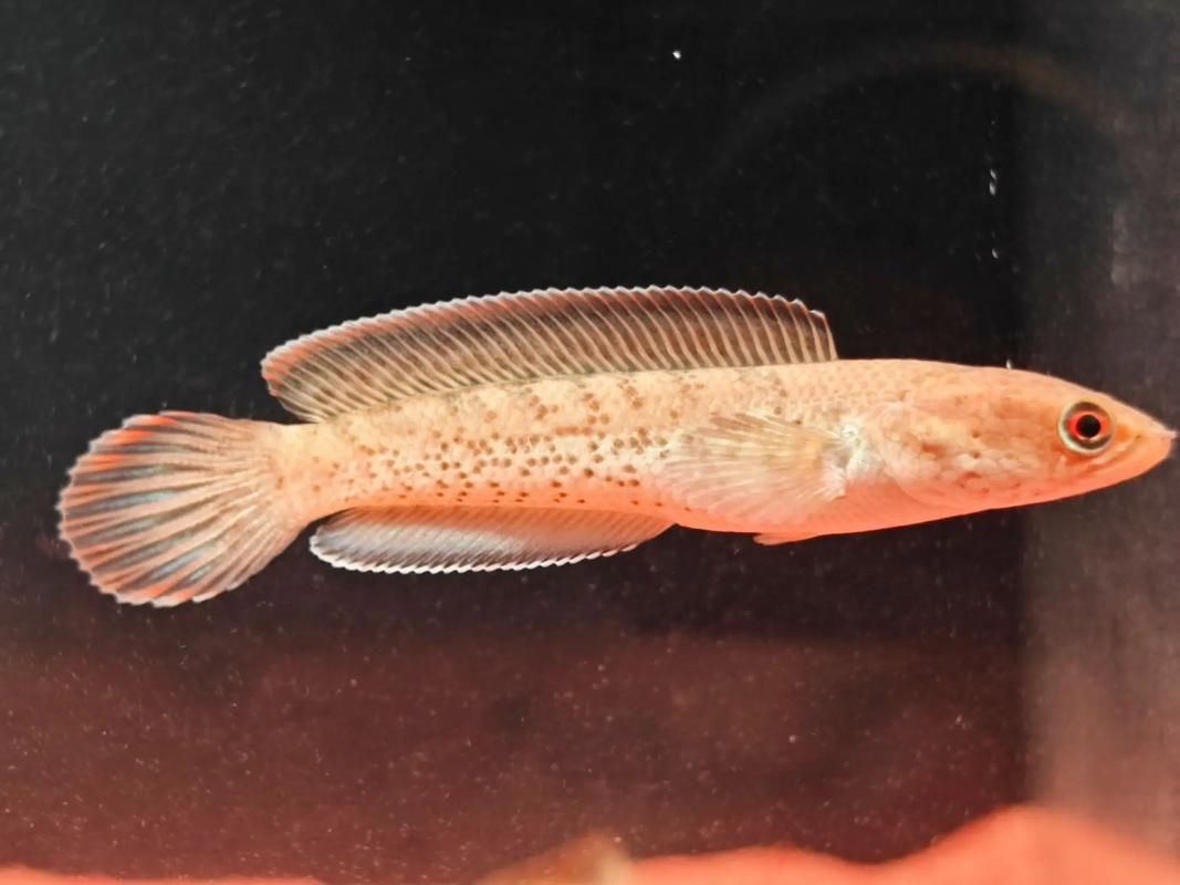 鬼王雷龍魚長大后的樣子，鬼王雷龍從幼魚到成魚的飼養階段對照表 鬼王雷龍魚長大后的樣子，鬼王雷龍從幼魚到成魚的飼養階段對照表 龍魚百科 第21張