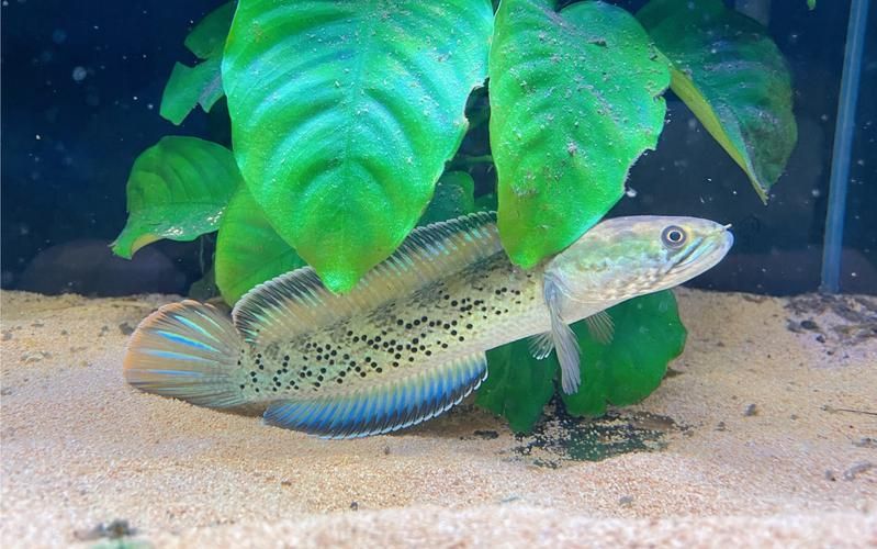 鬼王雷龍魚長大后的樣子，鬼王雷龍從幼魚到成魚的飼養階段對照表 鬼王雷龍魚長大后的樣子，鬼王雷龍從幼魚到成魚的飼養階段對照表 龍魚百科 第22張