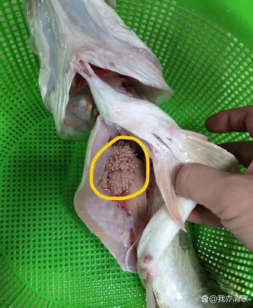 給我一些魚肚子里寄生蟲的圖片，魚肚子里寄生蟲有哪些 給我一些魚肚子里寄生蟲的圖片，魚肚子里寄生蟲有哪些 龍魚百科 第5張