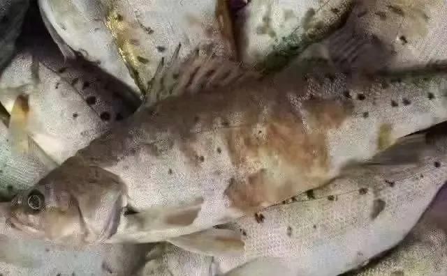 如何增強魚體免疫力以預防真菌感染，β-葡聚糖和益生菌在羅非魚中顯著提升魚體免疫力 如何增強魚體免疫力以預防真菌感染，β-葡聚糖和益生菌在羅非魚中顯著提升魚體免疫力 龍魚百科 第2張