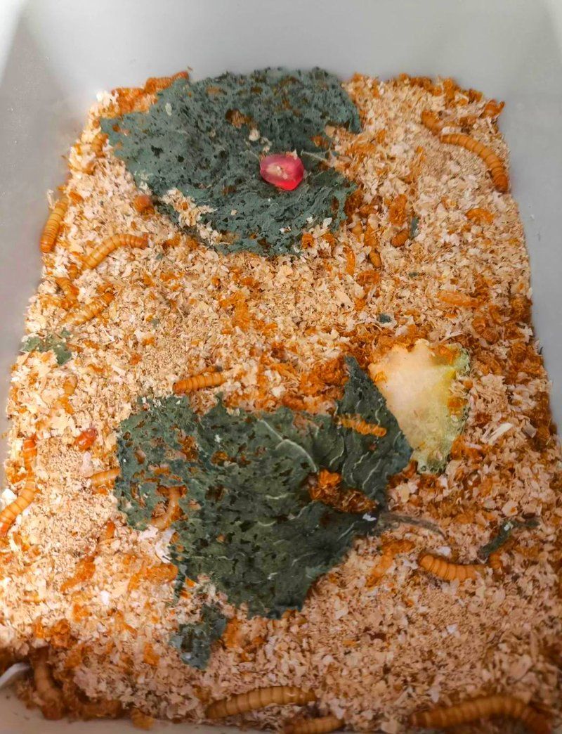 有哪些天然方法可以防治龍魚干和面包蟲，有哪些天然方法可以防治龍魚干和面包蟲,你這個問題挺細