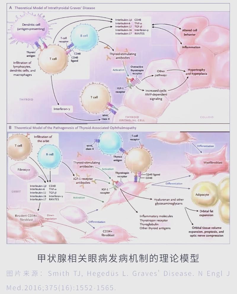 哪些藥物是治療魚突眼的特效藥，中國藥物是治療魚突眼的已明確
