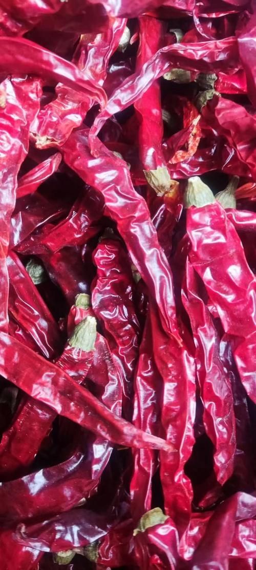 辣椒紅龍的市場(chǎng)價(jià)格如何，辣椒紅龍的價(jià)格如何