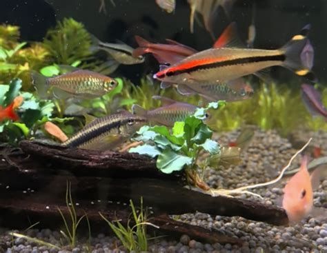 如何判斷龍魚嘴白白是哪種原因？，如何判斷龍魚嘴部發白是哪種原因？