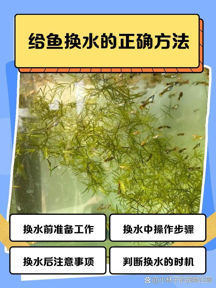 冷水觀賞魚多久換一次水，冷水觀賞魚多久換一次水，