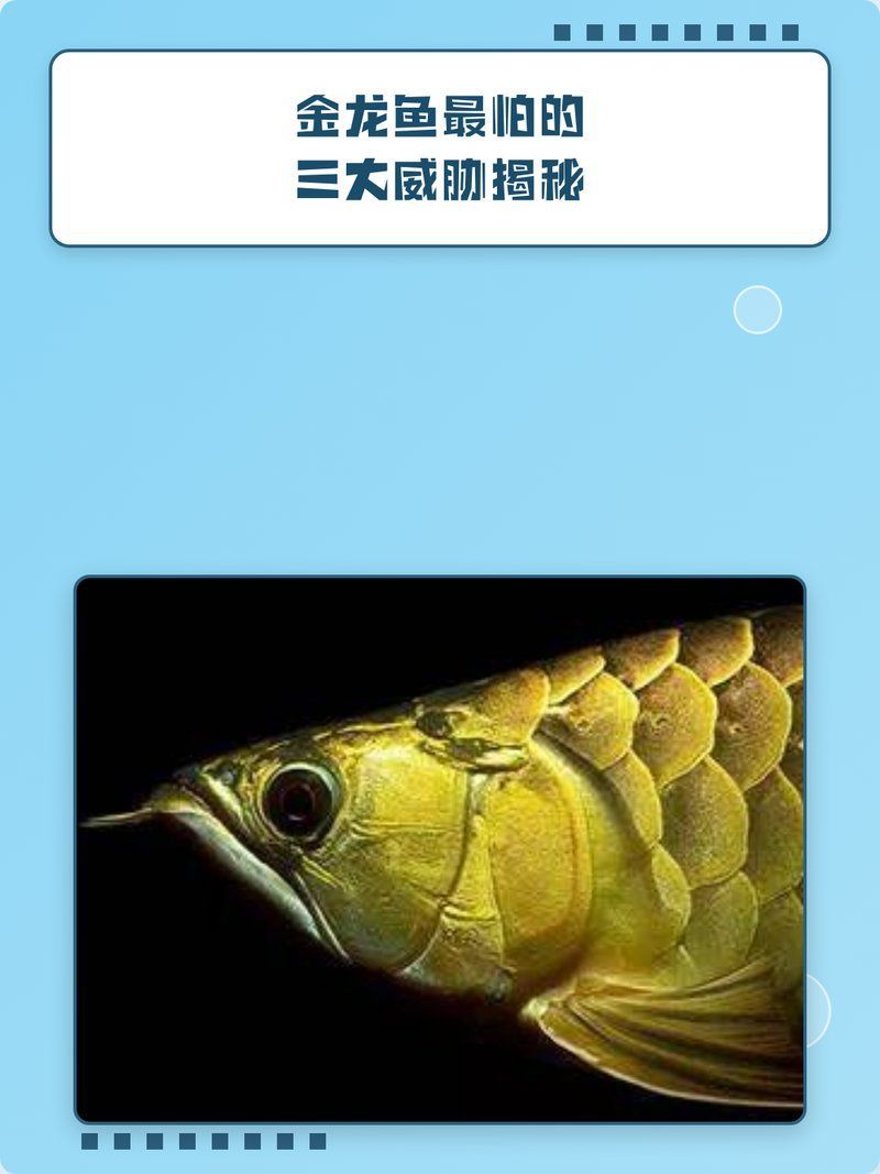 金龍魚最怕的三個東西是什么，金龍魚最怕的三個東西是什么金龍魚最怕的三個東西是什么