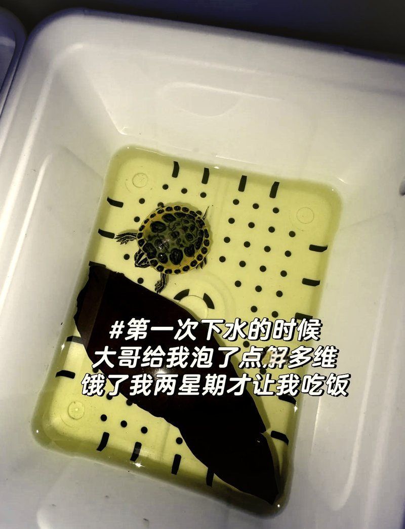 龜增色最簡單三個顏色，龜增色最簡單三個顏色提升