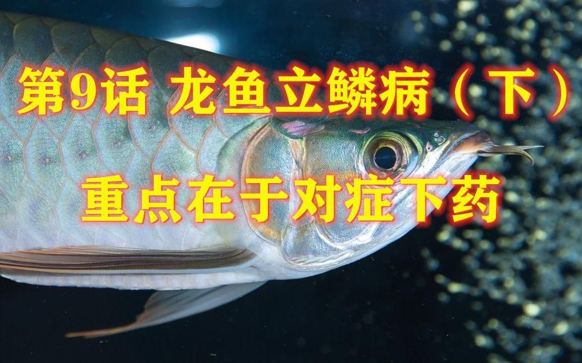 給我一些龍魚立鱗病的治療方法，石師傅影綜紀實錄04:10