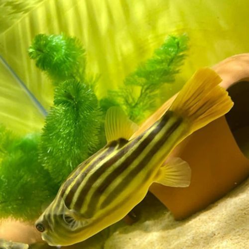 斑馬狗頭魚的價格是多少？