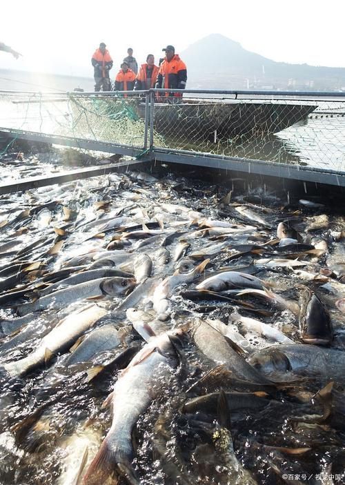 昭平龍魚的價格是多少？，昭平生態鱘魚養殖基地價格是多少昭平龍魚的養殖技術