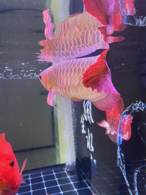 給我更多關(guān)于龍魚炸鱗的圖片，關(guān)于龍魚炸鱗的一些建議