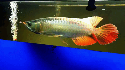 推薦一些霸氣紅龍魚動態壁紙，中國風紅龍魚動態壁紙資源合集清單紅龍魚動態壁紙 推薦一些霸氣紅龍魚動態壁紙，中國風紅龍魚動態壁紙資源合集清單紅龍魚動態壁紙 龍魚百科 第6張