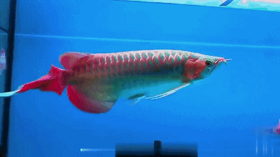 推薦一些霸氣紅龍魚動態壁紙，中國風紅龍魚動態壁紙資源合集清單紅龍魚動態壁紙 推薦一些霸氣紅龍魚動態壁紙，中國風紅龍魚動態壁紙資源合集清單紅龍魚動態壁紙 龍魚百科 第2張