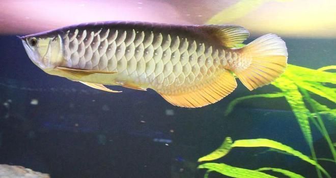 徐聞龍魚有哪些獨特的品種？，“徐聞龍魚有哪些獨特品種？”