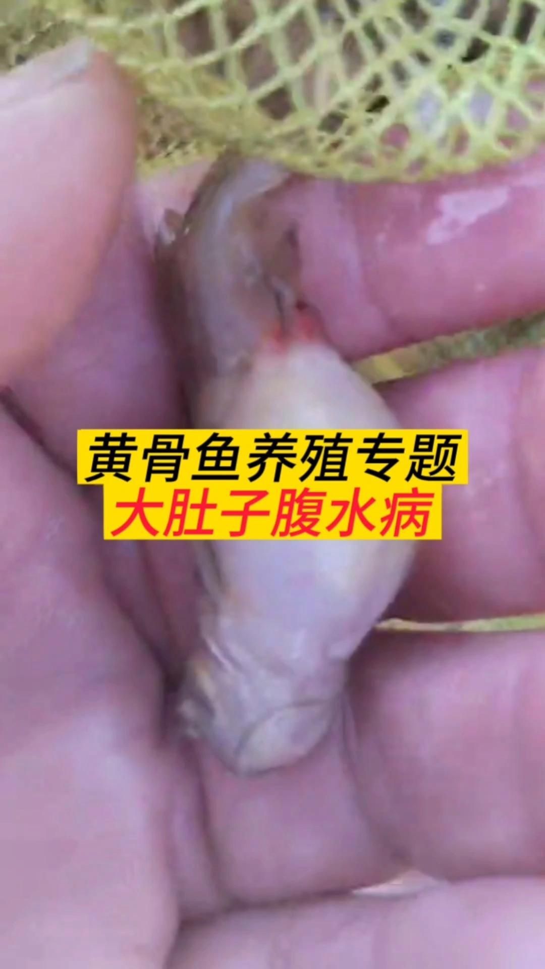 魚腹水病有哪些預防措施，魚腹水病是一種由寄生蟲引起的疾病，主要影響淡水魚類
