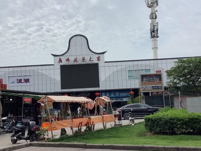 哪里可以購買到正宗的廣州紅龍魚？，廣州紅龍魚線上平臺(tái)購買紅龍魚有哪些風(fēng)險(xiǎn)