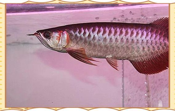 哪里可以購買到正宗的廣州紅龍魚？，廣州紅龍魚線上平臺(tái)購買紅龍魚有哪些風(fēng)險(xiǎn)