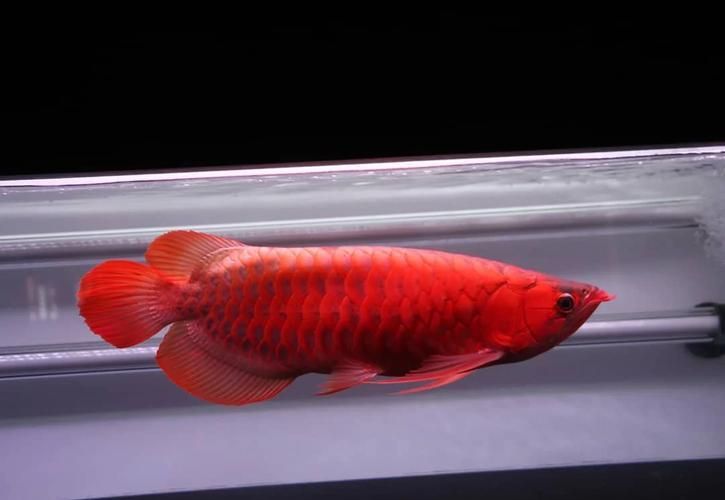 哪里可以購買到正宗的廣州紅龍魚？，廣州紅龍魚線上平臺(tái)購買紅龍魚有哪些風(fēng)險(xiǎn)