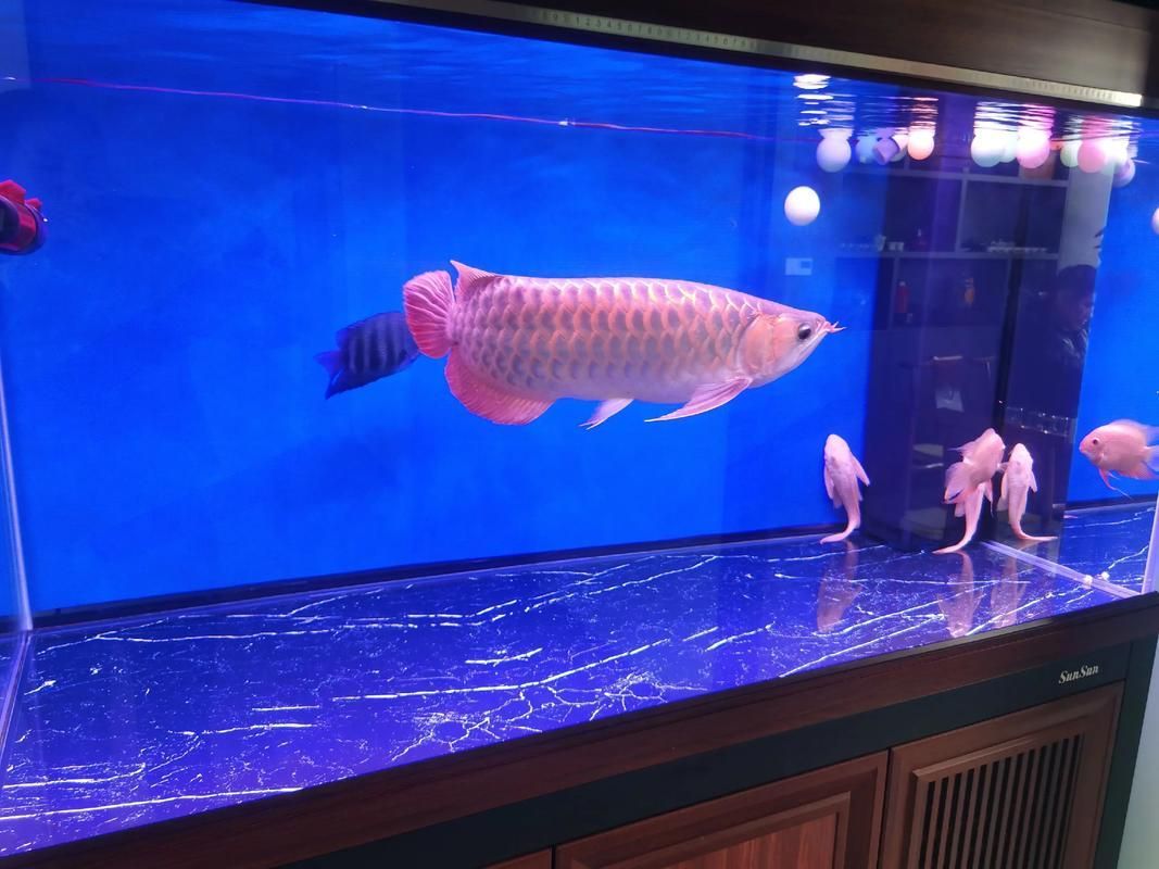 能否提供更多關于龍魚飼養的圖片，關于龍魚飼養的基本指南