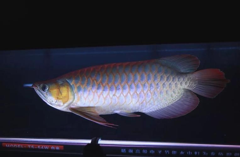 能否提供更多關于龍魚飼養的圖片，關于龍魚飼養的基本指南