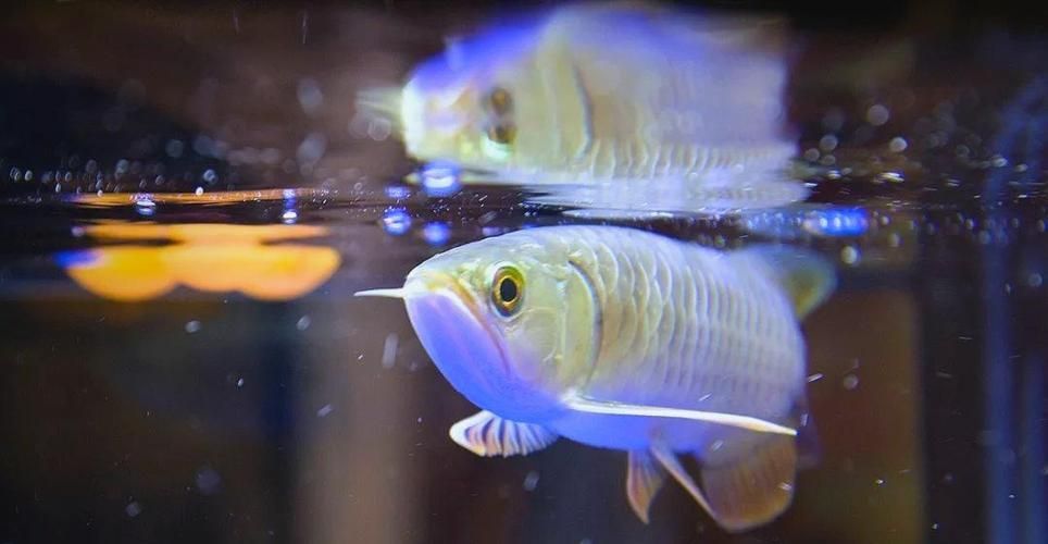 能否提供更多關于龍魚飼養的圖片，關于龍魚飼養的基本指南