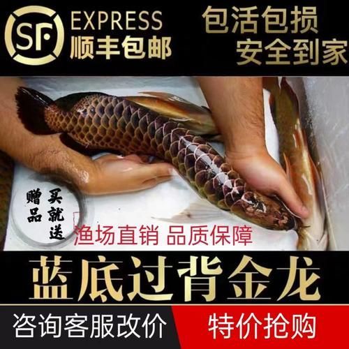 金頭藍底過背金龍的市場價格，金頭藍底過背金龍的價格范圍