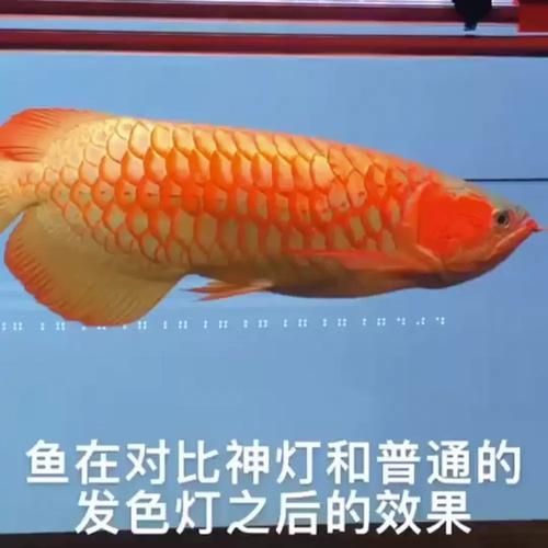 三基色燈對龍魚增色有多大影響？，三基色燈對龍魚發色有多大影響？