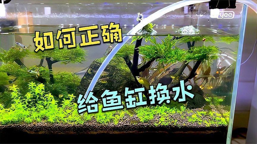如何預防魚爛尾爛鰭的發生，如何預防錦鯉爛尾爛鰭的發生