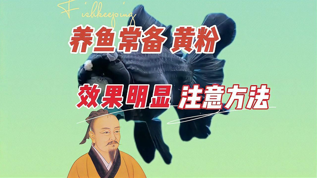有哪些藥物可以幫助魚自愈，養魚筆記第3季71集