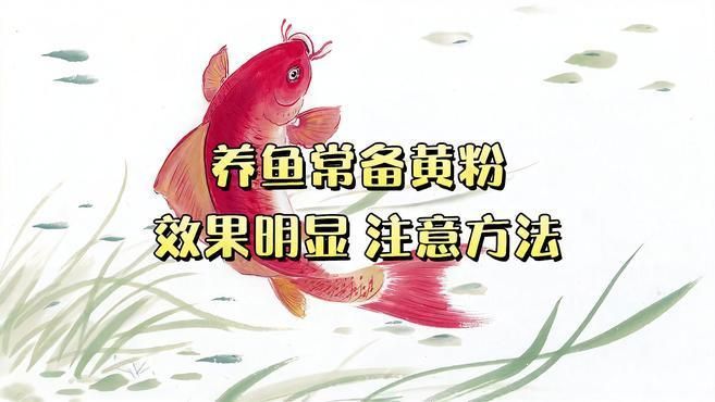 有哪些藥物可以幫助魚自愈，養魚筆記第3季71集